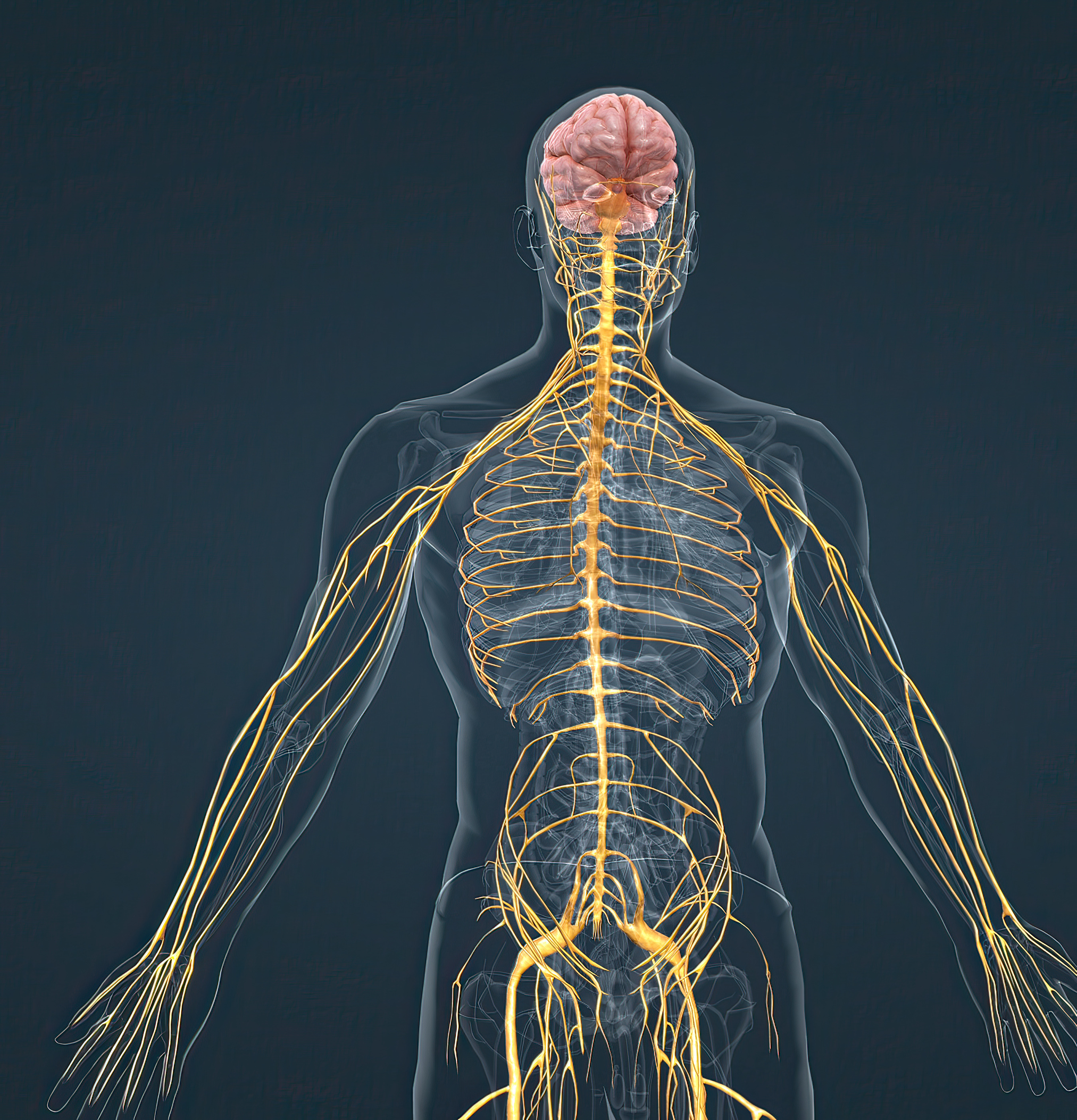 Neural Therapy work on the Autonomic Nervous System 